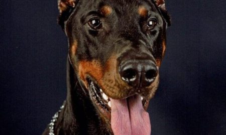 glanzende vacht, geen medicijnen meer en zijn vacht is echt heel mooi glanzend en dieper van kleur ook heeft hij geen soepogen meer