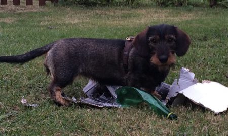 Wat kan een baasje daarvan blij worden! En Frida zelf ook, ze is weer heel levendig en vrolijk