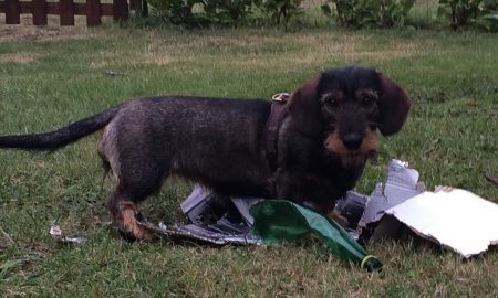 Wat kan een baasje daarvan blij worden! En Frida zelf ook, ze is weer heel levendig en vrolijk