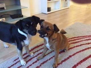 Met de regelmaat van de klok zaten we bij de dierenarts