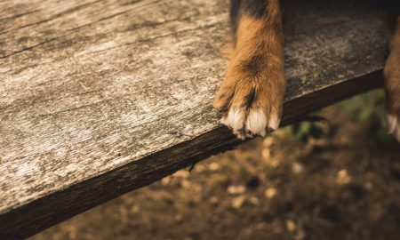 Hund Pfote auf Holz