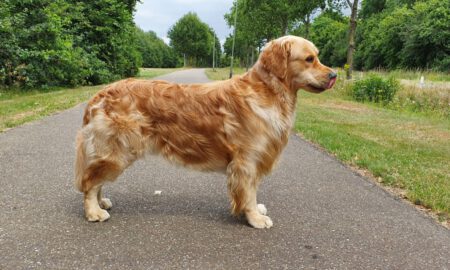 Jayden_Mooiste-Hond-van-Nederland-2020-II