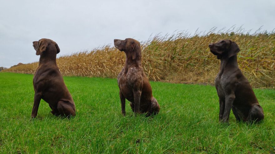 Fausto, Tiras en Reza