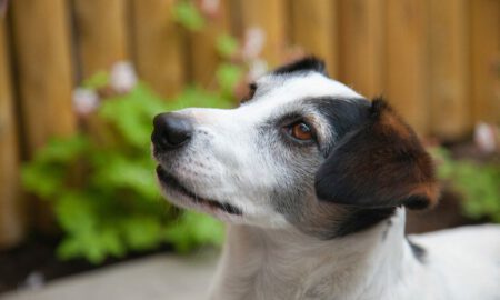 Farm Food voeding Rebel